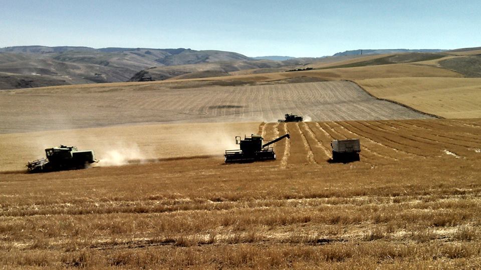 harvesting wheat near Milton-Freewater